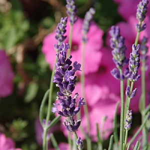 Lavandula angustifolia 'Havana'