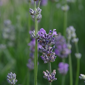 Lavandula angustifolia 'Little Lady'