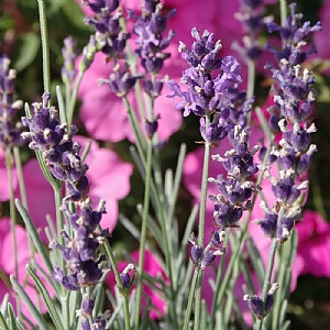 Lavandula angustifolia 'Loddon Blue'