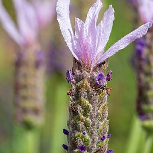 Lavandula stoechas 'Lusi Pink'