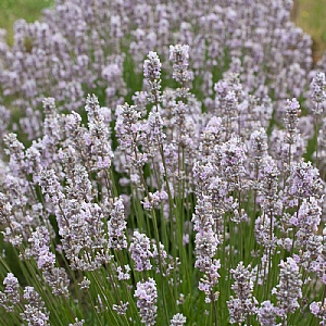 Lavandula angustifolia 'Miss Katherine'
