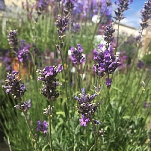 Lavandula angustifolia 'Munstead' (Lavender)