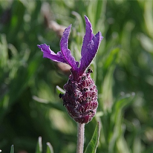 Lavandula stoechas 'Papillon'