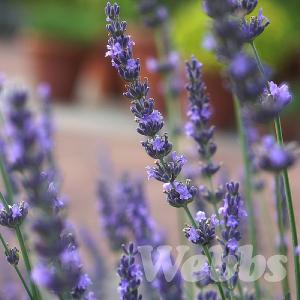 Lavandula x intermedia 'Phenomenal'