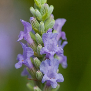 Lavandula x intermedia 'Provence'