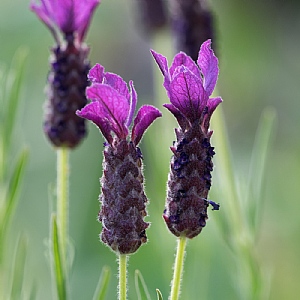 Lavandula 'Regal Splendour'