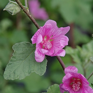 Lavatera 'Rosea'
