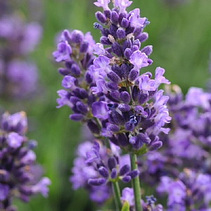 Lavandula angustifolia 'SuperBlue'