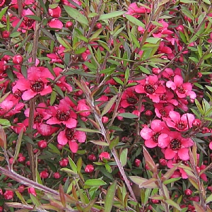 Leptospermum scoparium 'Red Ensign'