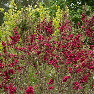 Leptospermum scorparium' Red Damask'
