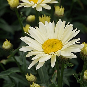 Leucanthemum x superbum 'Banana Cream'