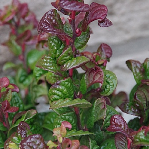 Leucothoe axillaris 'Curly Red'