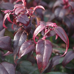 Leucothoe fontanesiana 'Dark Diamond'
