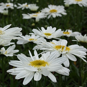 Leucanthemum 'Highland White Dream'