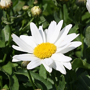 Leucanthemum 'Madonna'