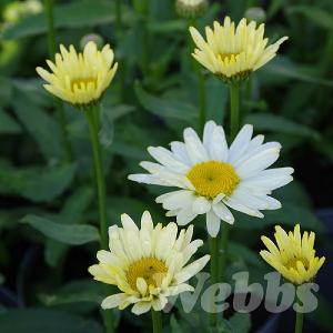 Leucanthemum 'Western Star Gemini'