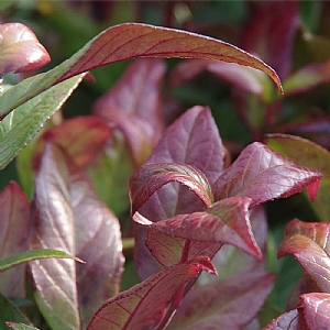 Leucothoe axillaris 'Zeblid'