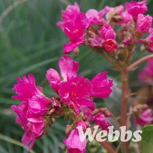 Lewisia cotyledon 'Safira Red'