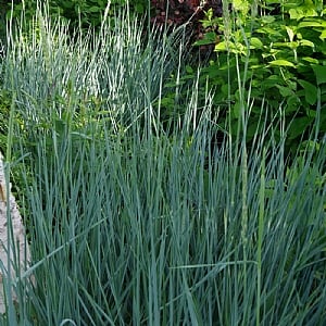 Leymus arenarius 'Blue Dune'