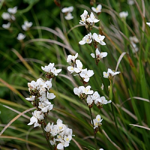 Libertia grandiflora