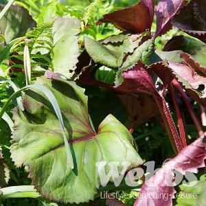 Ligularia dentata 'Desdemona'