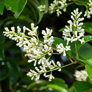 Ligustrum japonicum