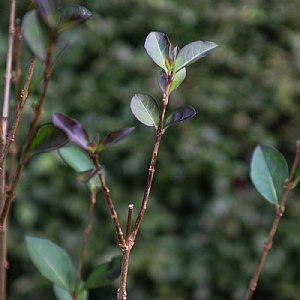 Ligustrum ovalifolium