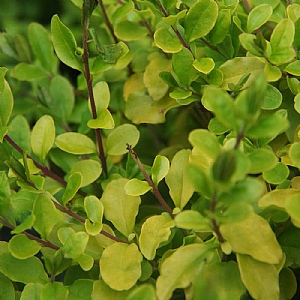 Ligustrum sinsense 'Sunshine'