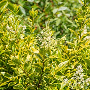 Ligustrum ovalifolium 'Aureum'