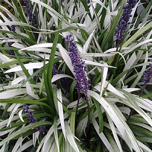 Liriope muscari 'Okina'