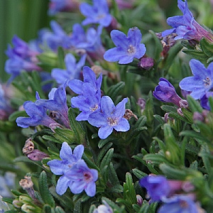 Lithodora 'Heavenly Blue'