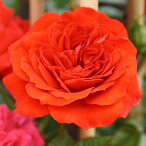 Little Bronze Rose