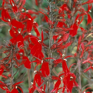 Lobelia x speciosa 'Dark Crusader'