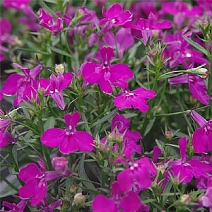 Lobelia 'Infinity Bright Rose'