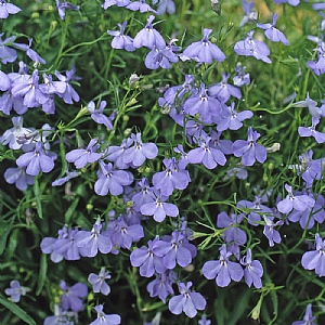 Trailing Lobelia 'Fountain Light Blue' 20 pack