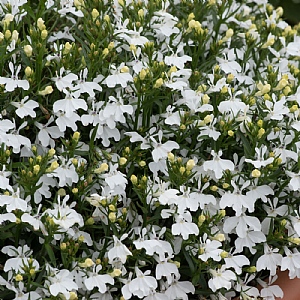 Lobelia 'Infinity White'