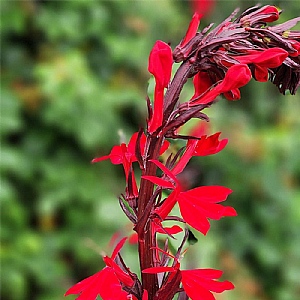 Lobelia 'Russian Princess'