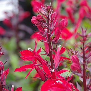 Lobelia speciosa 'Starship Scarlet'