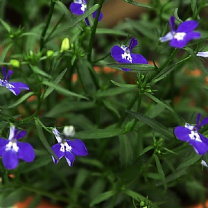 Lobelia 'Techno Up Cobalt Blue'