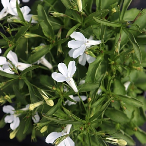 Lobelia 'Techno Up White'