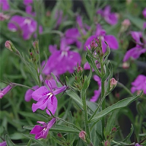 Lobelia Techno 'Up Purple'