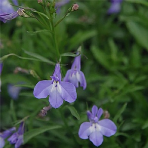 Lobelia Techno 'Up Sky Blue'