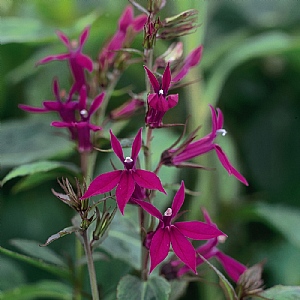 Lobelia x speciosa 'Hadspen Purple'