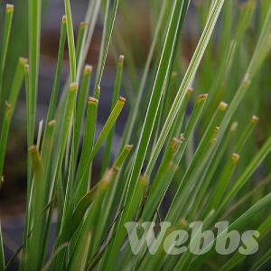 Lomandra longifolia 'Arctic Frost'