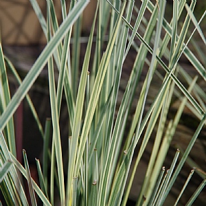 Lomandra longifolia 'White Sands'