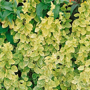 Lonicera japonica 'Aureoreticulata'
