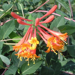 Lonicera brownii 'Dropmore Scarlet'