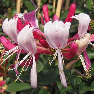Lonicera 'Fragrant Cloud'
