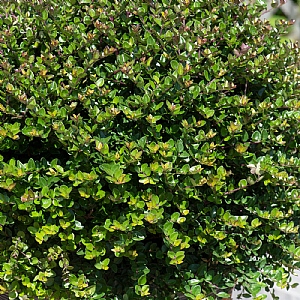 Lonicera ligustrina Garden Clouds 'Copper Glow'