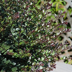 Lonicera ligustrina Garden Clouds 'Purple Storm'